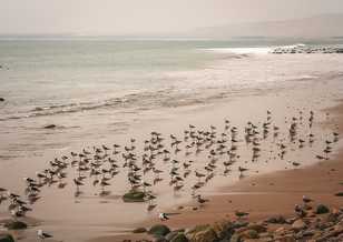 Arica, Chile