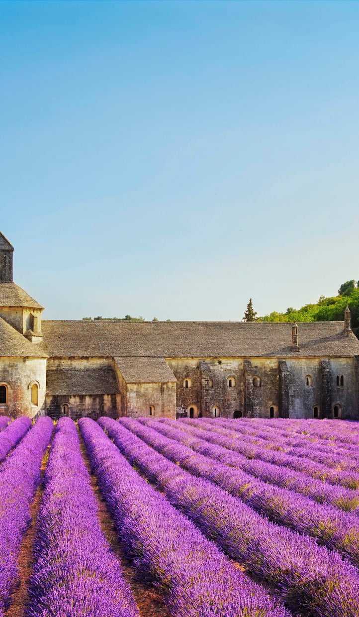 Purple field